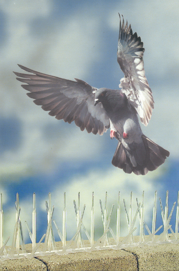 Plasticbirdspikesmadefromrecycledmaterial 10067616