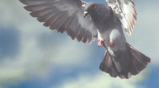 Plasticbirdspikesmadefromrecycledmaterial 10067616