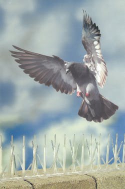 Plasticbirdspikesmadefromrecycledmaterial 10067616 Plasticbirdspikesmadefromrecycledmaterial 10067616