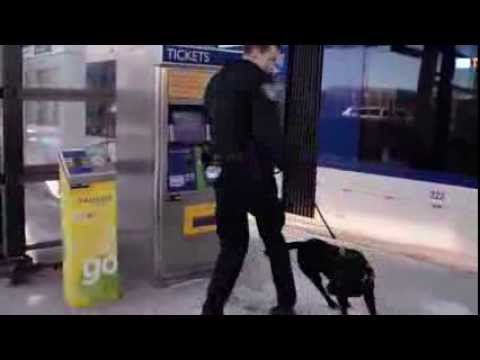 Meet Alex & Merle: Part of Metro Transit's K-9 Unit | Mass Transit