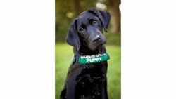 When the puppies are 8 to 9 weeks old, they are ready for their first road trip. When the puppies are 8 to 9 weeks old, they are ready for their first road trip.