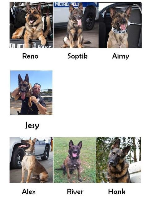 Metro's police dogs set to receive vests.