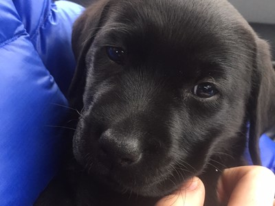 National Express customers have named their sponsored assistance puppy &lsquo;Mabel&rsquo;.