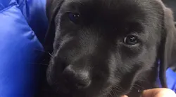 National Express customers have named their sponsored assistance puppy ‘Mabel’.