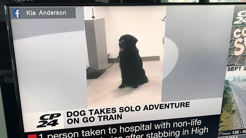 A family in Toronto&rsquo;s most easterly neighborhood is barking with laughter after their faithful companion took a ride on a GO Transit train.