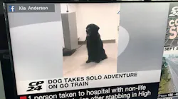 A family in Toronto’s most easterly neighborhood is barking with laughter after their faithful companion took a ride on a GO Transit train.
