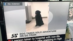 A family in Toronto’s most easterly neighborhood is barking with laughter after their faithful companion took a ride on a GO Transit train. A family in Toronto’s most easterly neighborhood is barking with laughter after their faithful companion took a ride on a GO Transit train.