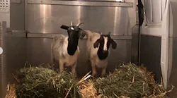 Police arrived on the scene, tranquilized the male goats, and took them to an animal shelter. The shelter contacted Farm Sanctuary.