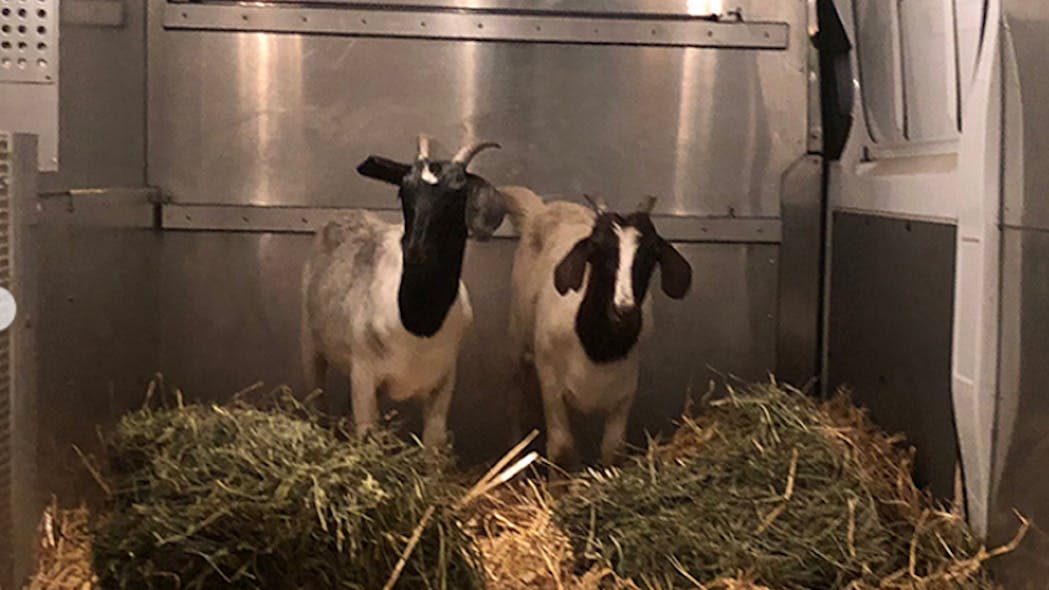 Police arrived on the scene, tranquilized the male goats, and took them to an animal shelter. The shelter contacted Farm Sanctuary.