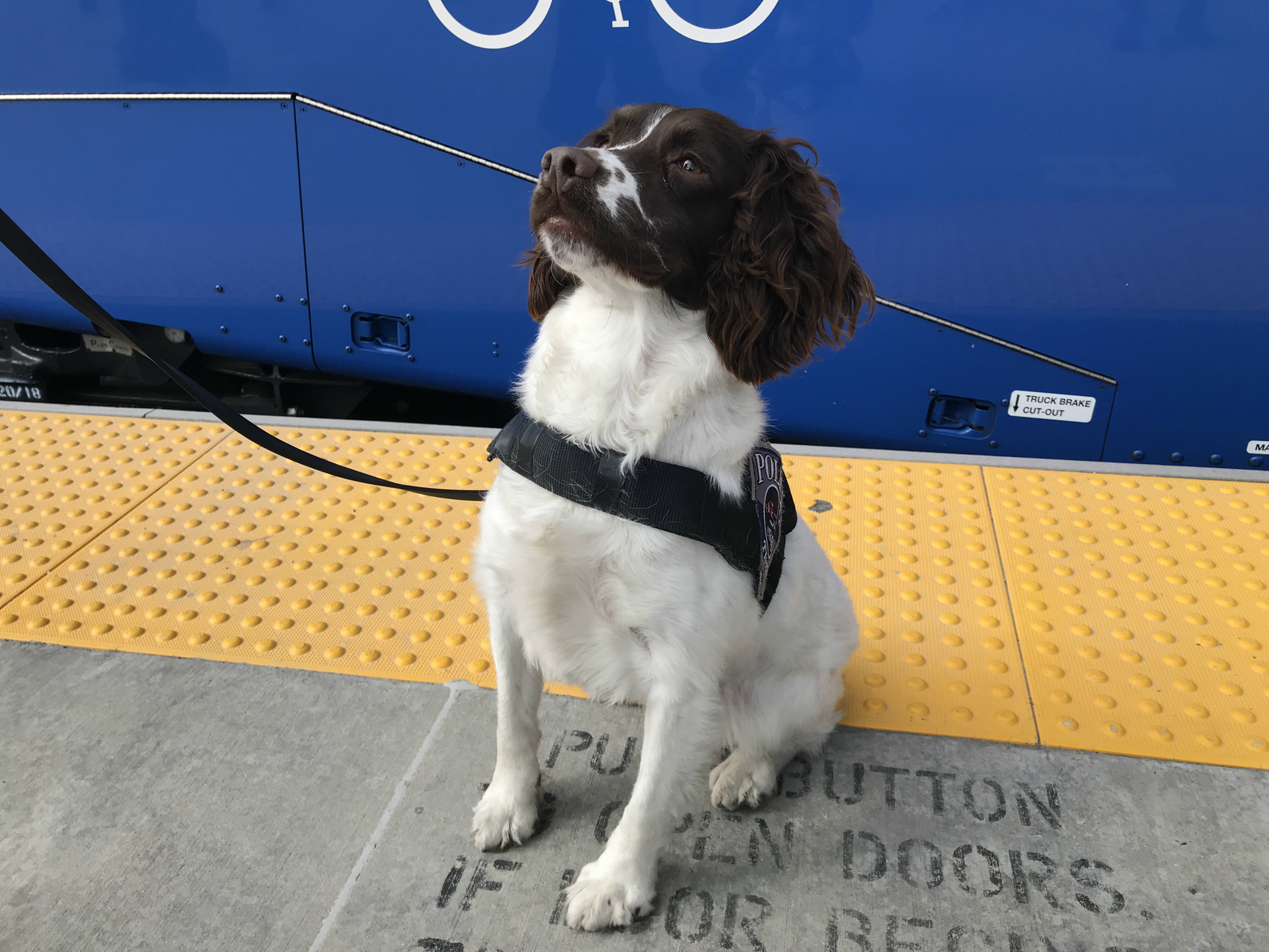 Daisy and her handler Officer Tony Brereton took first place.