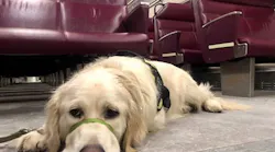 Keolis Commuter Services and the MBTA teamed up with Golden Opportunities for Independence (GOFI) to provide training for service dogs that will support people living with disabilities.