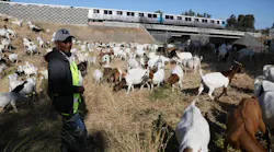 A herd of 700 goats graze on BART property in Fremont, Calif., under the watch of herder Zenobio Ordonez.
