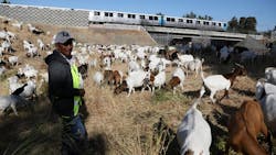 A herd of 700 goats graze on BART property in Fremont, Calif., under the watch of herder Zenobio Ordonez.