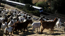 Goats5 Bart