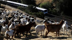 Goats5 Bart 62e159ce0018f Goats5 Bart 62e159ce0018f