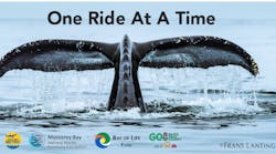 Whale_Web_Header_715x355.png
