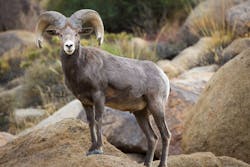 The planned overcrossings will help preserve California&apos;s Big Horn Sheep.