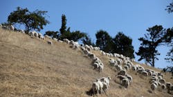 Using nature to take care of nature. Using nature to take care of nature.