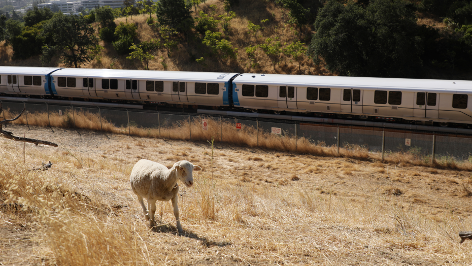 BART and it's unsung fire marshals: the goats and only recently, the sheep of the land. An alliance forged almost two years ago when BART found itself in need of a sustainable way to maintain the overgrown and dry grasses around BART's properties.