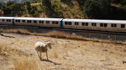 BART and it's unsung fire marshals: the goats and only recently, the sheep of the land. An alliance forged almost two years ago when BART found itself in need of a sustainable way to maintain the overgrown and dry grasses around BART's properties.