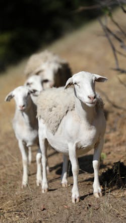 BART and it's unsung fire marshals: the goats and only recently, the sheep of the land. An alliance forged almost two years ago when BART found itself in need of a sustainable way to maintain the overgrown and dry grasses around BART's properties. BART and it's unsung fire marshals: the goats and only recently, the sheep of the land. An alliance forged almost two years ago when BART found itself in need of a sustainable way to maintain the overgrown and dry grasses around BART's properties.