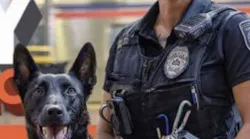 SEPTA K9 Swen to receive bullet and stab protective vest