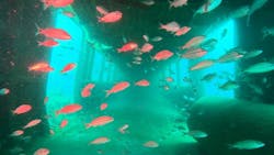 Decommissioned MARTA railcars are developing into Atlantic Ocean reefs. Decommissioned MARTA railcars are developing into Atlantic Ocean reefs.