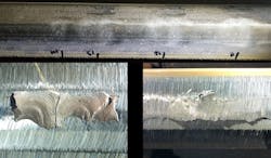 A squat-type defect on Sound Transit shown both pre- (above) and post-grind (below) A squat-type defect on Sound Transit shown both pre- (above) and post-grind (below)